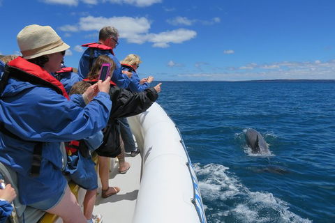 Kangaroo Island 75-Minute Ocean Safari - Accommodation Broome 5