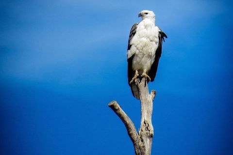 Kangaroo Island 75-Minute Ocean Safari - Accommodation Broome 3