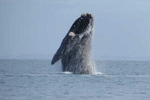 Kangaroo Island 75-Minute Ocean Safari - Accommodation Broome 1