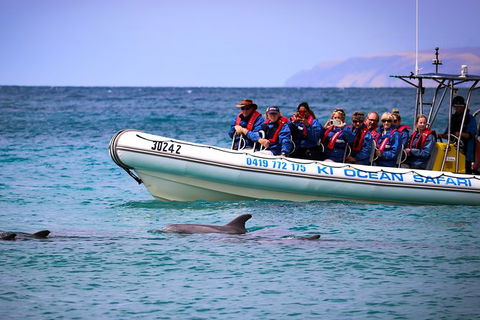 Kangaroo Island 75-Minute Ocean Safari - Accommodation Broome 0
