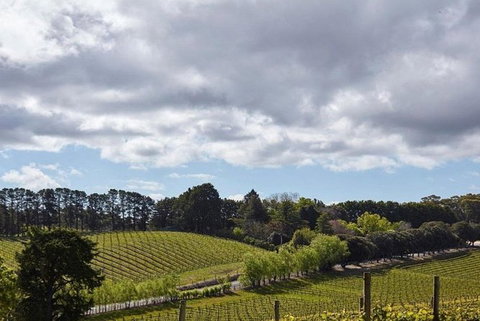 Adelaide Hills Full Day Winery Tour With Tastings - Accommodation Broome 4