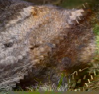 Cradle Mountain Wildlife Spotting after Dark - Accommodation Broome