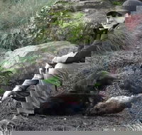 After Dark Tasmanian Devil Feeding Tour at Cradle Mountain - Accommodation Broome