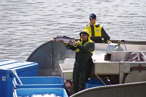 Afternoon Gordon River Dinner Cruise - Departing 3pm - Accommodation Broome 3
