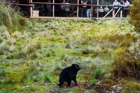 1-Hour Tasmanian Devil Feeding Day Tour At Cradle Mountain - Accommodation Broome 4