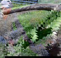 1-Hour Tasmanian Devil Feeding Day Tour at Cradle Mountain - Accommodation Broome