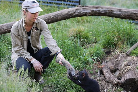 1-Hour Tasmanian Devil Feeding Day Tour At Cradle Mountain - Accommodation Broome 0