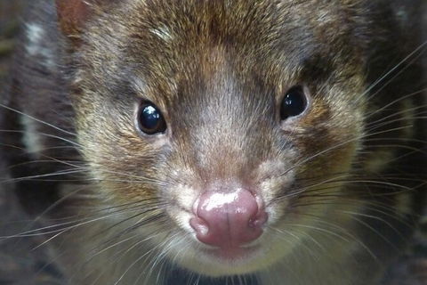 1-Hour Tasmanian Devil Feeding Day Tour At Cradle Mountain - Accommodation Broome 2