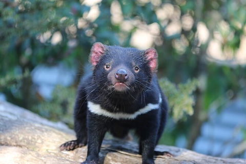 1-Hour Tasmanian Devil Feeding Day Tour At Cradle Mountain - Accommodation Broome 5