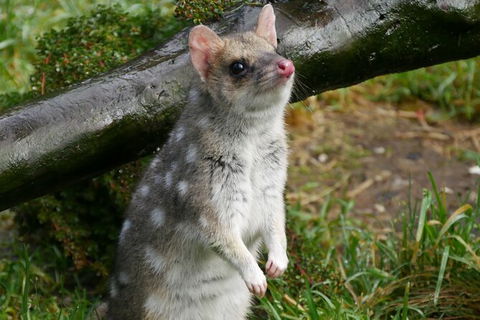 1-Hour Tasmanian Devil Feeding Day Tour At Cradle Mountain - Accommodation Broome 3