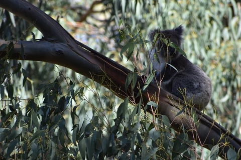 Great Ocean Road Tour Plus Koalas, Forest Walk And Morning Tea. - Accommodation Broome 2