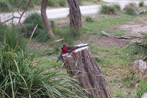 Wilsons Promontory Brainstorming Escape - Accommodation Broome 5