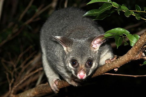 Wilsons Promontory Brainstorming Escape - Accommodation Broome 3