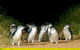 Phillip Island Private Tour - thumb 2