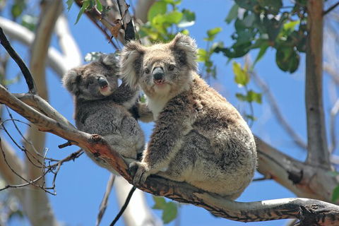 LGBT+ Friendly Full Day Phillip Island Private Tour - Accommodation Broome 1