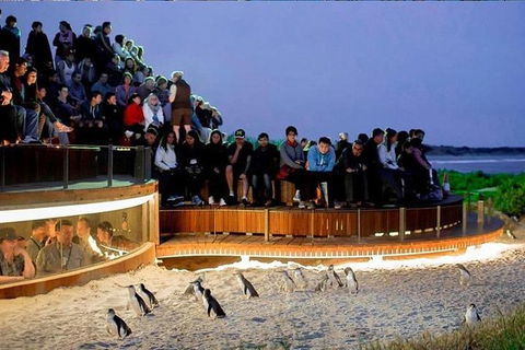 Phillip Island Tours (Up To 7 Persons) - Accommodation Broome 0