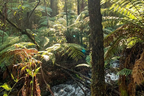 Hiking Tour To Aqueduct And Warburton Valley Lookout - Accommodation Broome 3