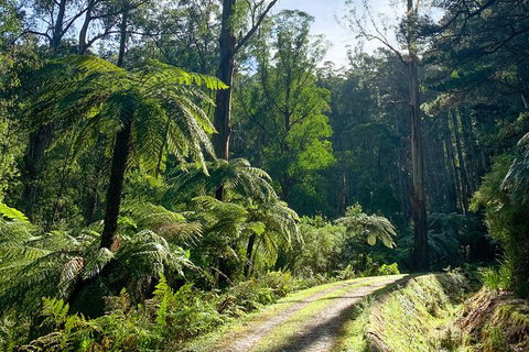 Hiking Tour To Aqueduct And Warburton Valley Lookout - Accommodation Broome 1