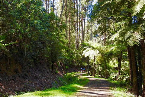 Half-Day Biking Activity From Aqueduct To California Redwoods - Accommodation Broome 2