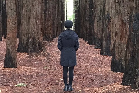 Private Aqueduct To California Redwoods Hiking Tour - Accommodation Broome 1