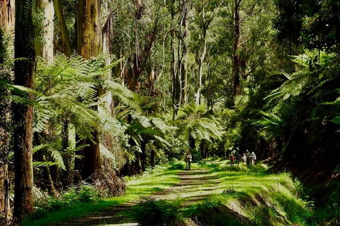 Private Aqueduct To California Redwoods Hiking Tour - Accommodation Broome 2