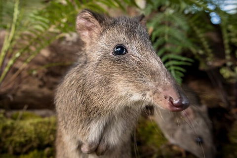 Walk With Wildlife: Guided Tour In Great Ocean Road - Accommodation Broome 1