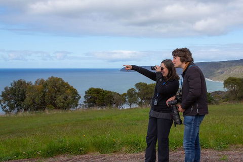 Walk With Wildlife: Guided Tour In Great Ocean Road - Accommodation Broome 5
