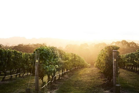 Mornington Peninsula 2-6 Guests Lunch Rare Hare Or Merricks General Wine Store - Accommodation Broome 2