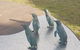Phillip Island Penguin And Wildlife Tour - thumb 14