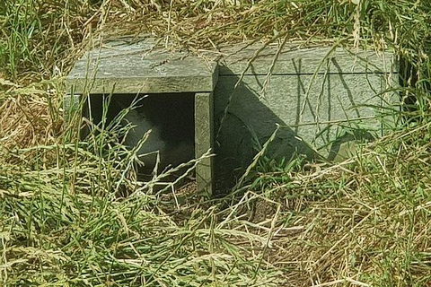 Phillip Island Penguin And Wildlife Tour - Accommodation Broome 11