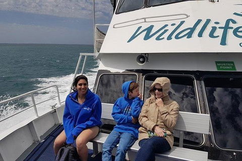 Phillip Island Penguin And Wildlife Tour - Accommodation Broome 15