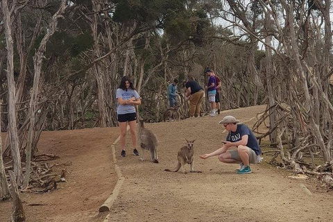 Phillip Island Penguin And Wildlife Tour - Accommodation Broome 34