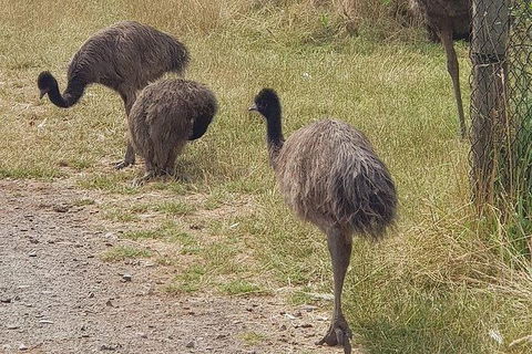 Phillip Island Penguin And Wildlife Tour - Accommodation Broome 32