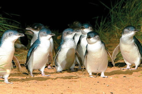 Phillip Island Penguin And Wildlife Tour - Accommodation Broome 0