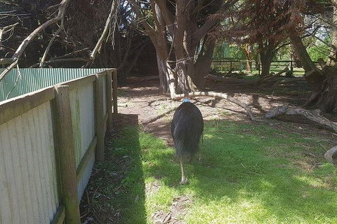 Phillip Island Penguin And Wildlife Tour - Accommodation Broome 5