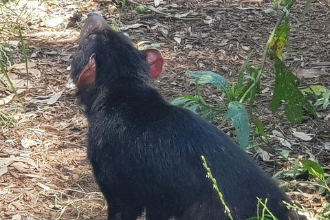 Phillip Island Penguin And Wildlife Tour - Accommodation Broome 26