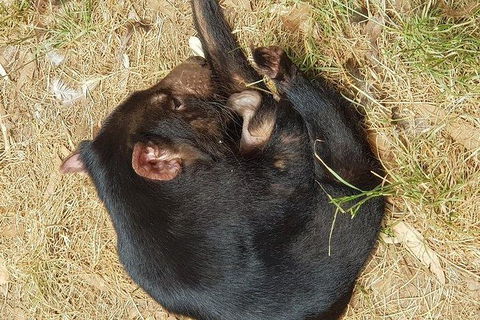 Phillip Island Penguin And Wildlife Tour - Accommodation Broome 23