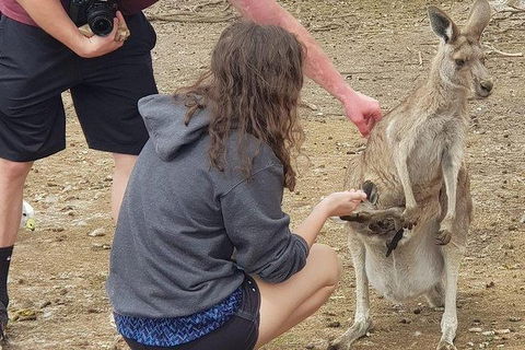 Phillip Island Penguin And Wildlife Tour - Accommodation Broome 12