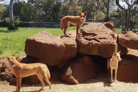 Phillip Island Penguin And Wildlife Tour - Accommodation Broome 7