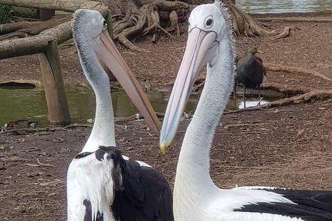 Phillip Island Penguin And Wildlife Tour - Accommodation Broome 6