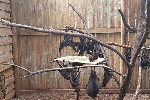 Phillip Island Penguin And Wildlife Tour - Accommodation Broome 31