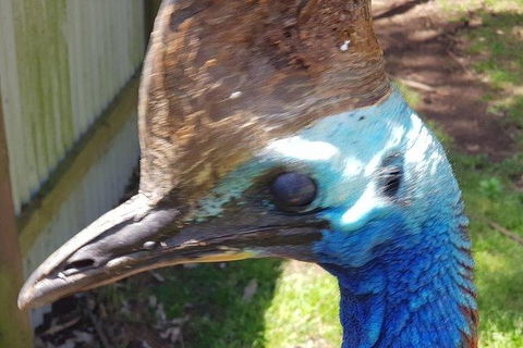 Phillip Island Penguin And Wildlife Tour - Accommodation Broome 19