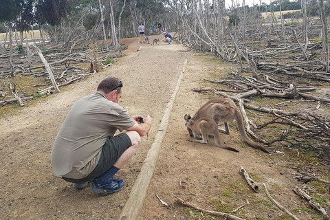 Phillip Island Penguin And Wildlife Tour - Accommodation Broome 30