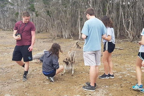 Phillip Island Penguin And Wildlife Tour - Accommodation Broome 3