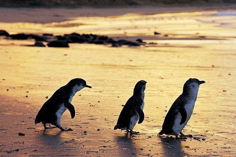 Phillip Island Penguin And Wildlife Tour - Accommodation Broome 13