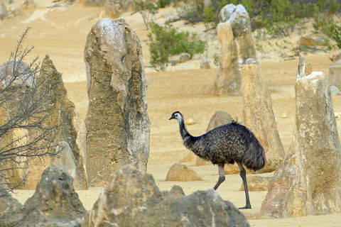 Private, Luxury Pinnacles Tour: Stargazing, Sand-boarding & Sightseeing - Accommodation Broome 8