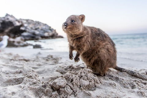 Perth To Rottnest Island Roundtrip Ferry Ticket - Accommodation Broome 3
