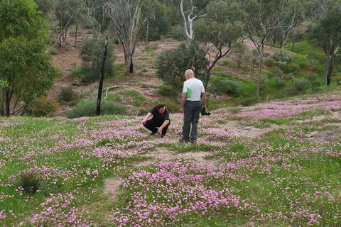 Orchids And Wildflowers Photographic Day Tour From Perth - Accommodation Broome 11