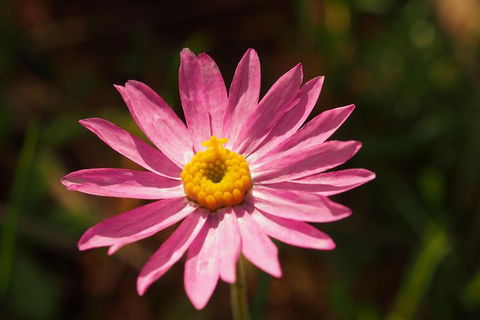 Orchids And Wildflowers Photographic Day Tour From Perth - Accommodation Broome 7