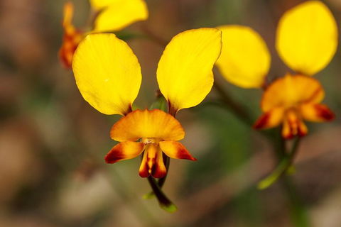 Orchids And Wildflowers Photographic Day Tour From Perth - Accommodation Broome 2